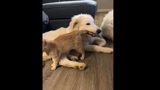 Dog chews cat's tail in funny video