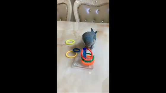 Blue monk parakeet performs tricks in Hebei, China
