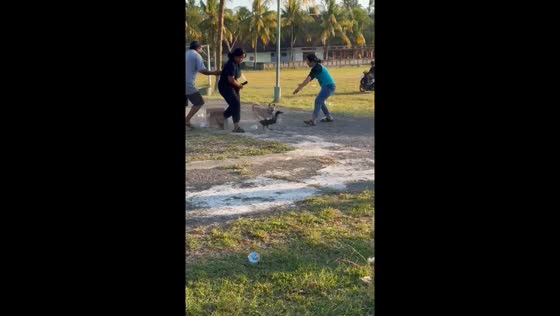Dog intercepts prize duck during chase in Bali