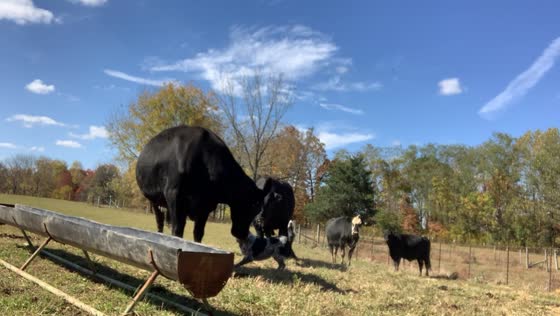 Feisty farm fun: Toot the dog herding cows during chow time in Silver Point, Tennessee