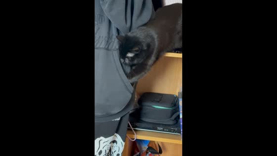 Curious cat tries to steal lollipop from friend’s pocket in Denmark