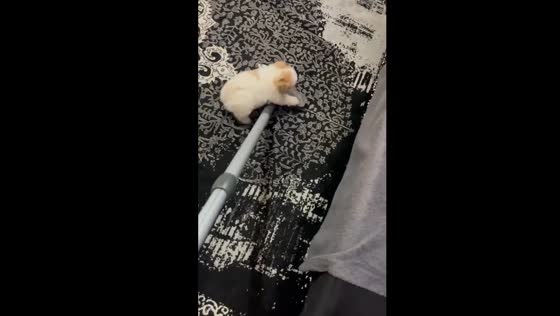 Puppy clings to vacuum cleaner while owner cleans in Tehran