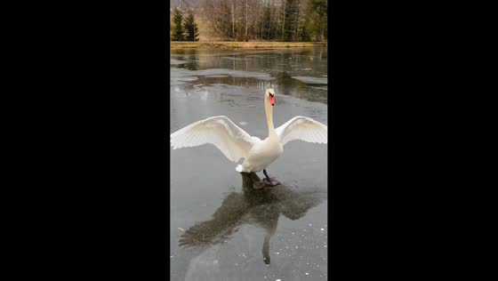 Swan makes safe landing on ice in Anhui, China