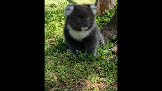 Friendly koala approaches picnickers in Victoria