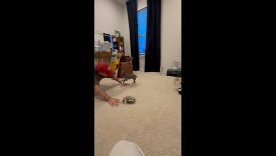 Dog playfully swats owner during indoor play in Wexford, Ireland