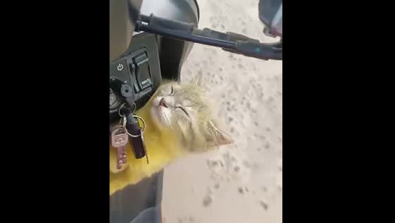 Cat sleeps on motorcycle ride in Tabalong Regency