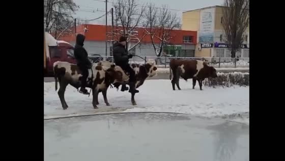 Riders on cows were filmed on the streets of Bryansk
