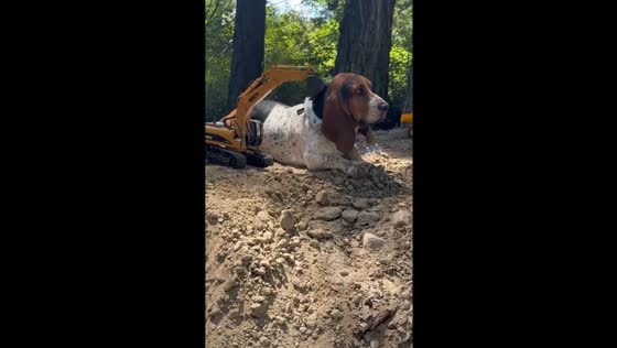 Dog enjoys neck scratch from excavator toy in Orcas Island, Washington