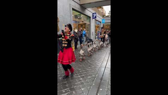  A hilarious goose brass band parade at the Christmas Market