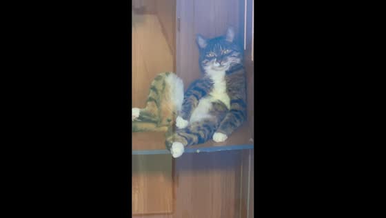 Tabby cat’s hilarious sitting pose steals the show in Heilongjiang, China