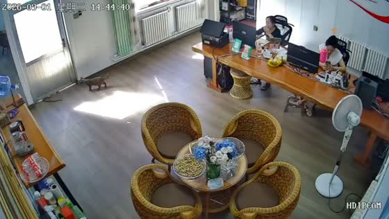 Cat discovers snake behind office door, startling workers in Shandong, China