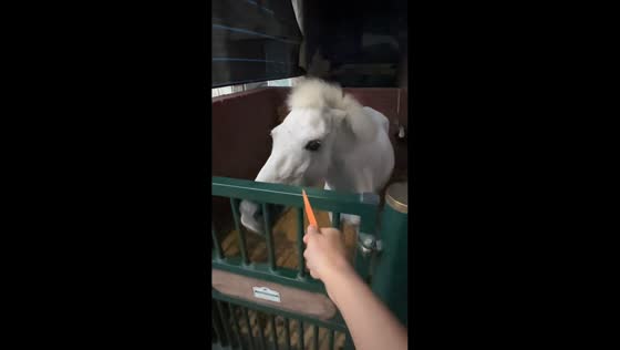 Horse’s cute reaction to carrot in Zhejiang, China
