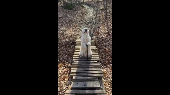 Dog pretends to be sage with stick on bridge in Fredensborg, Denmark