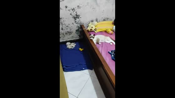 Mother cat refuses to sleep near kittens in Salatiga, Indonesia