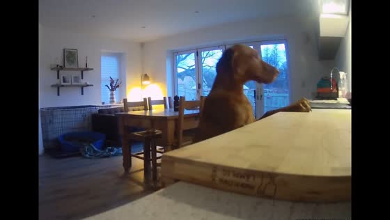 Dog caught stealing tea towels in Northumberland, UK