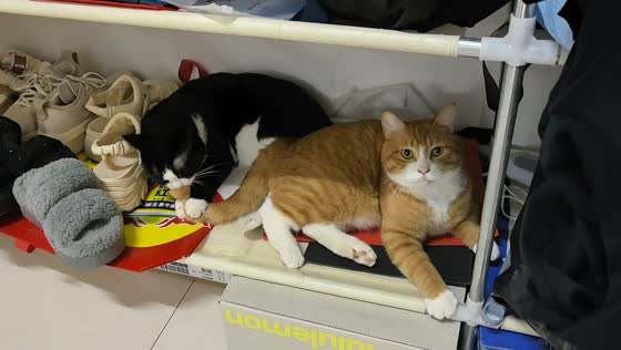 Cat hilariously bites companion’s tail while relaxing together in Beijing, China