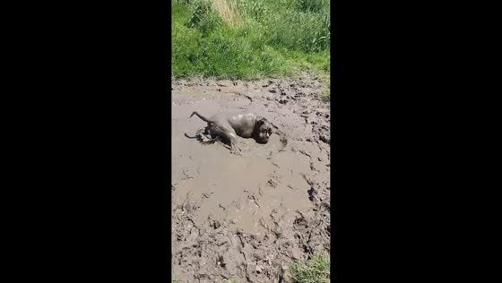 Dog happily rolls around in muddy puddle in Ancaster, Canada