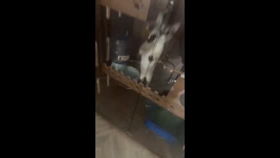 Curious kitten accidentally knocks over glass cabinet in Liaoning, China