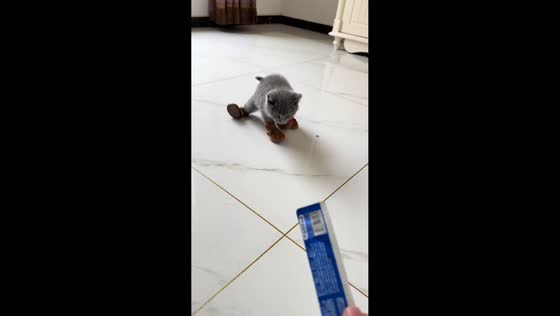Kitten struggles to walk in tiny shoes in Hebei, China