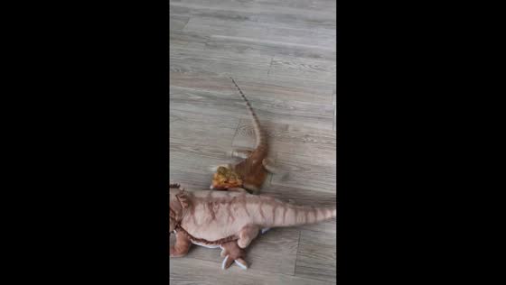 Bearded dragon slides across floor and interacts with toy in Busan, South Korea