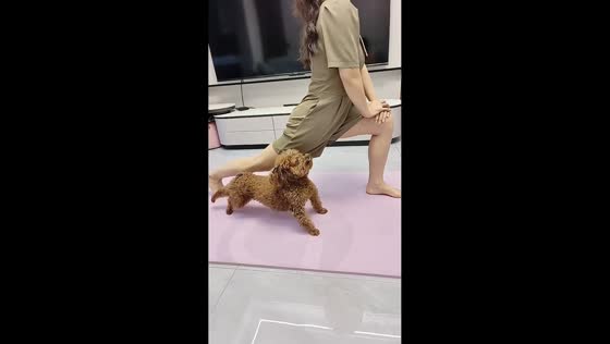 Poodle hilariously mimics woman during home workout in Hebei, China