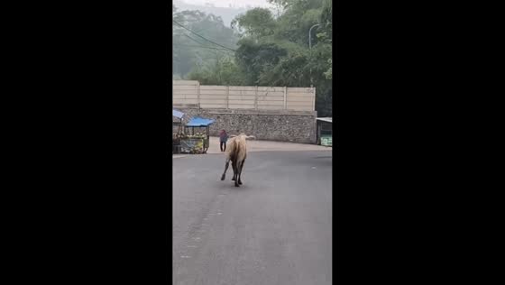 Escaped cows cause traffic chaos in Limbangan, Indonesia