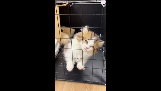 Kitten tries to squeeze through cage to go out in Guangdong, China