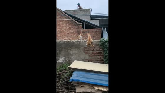 Cat intercepted mid-jump by another cat in Anhui, China