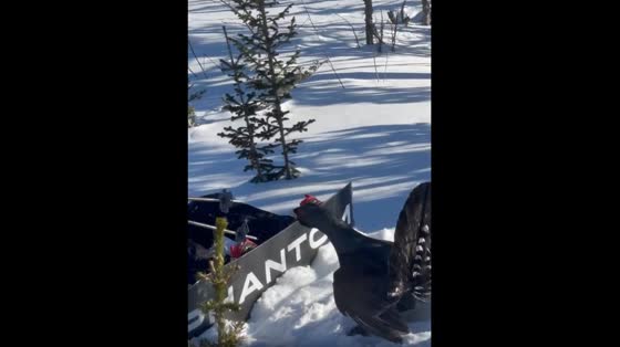A snowboarder was attacked by a capercaillie at Sheregesh Ski Resort in Russia