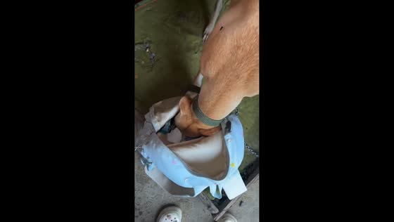 Rat suddenly appears beside dog searching for food in Jilin, China