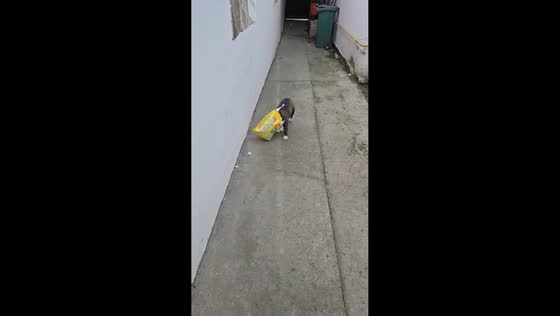 Playful dog gets a bag stuck on its head in Budapest, Hungary