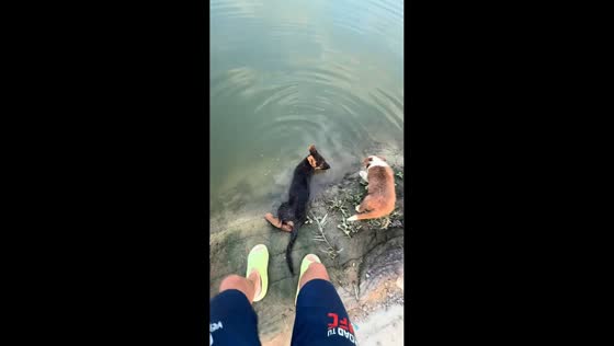 Man slips on mossy riverbank while chasing dogs in Tianjin, China