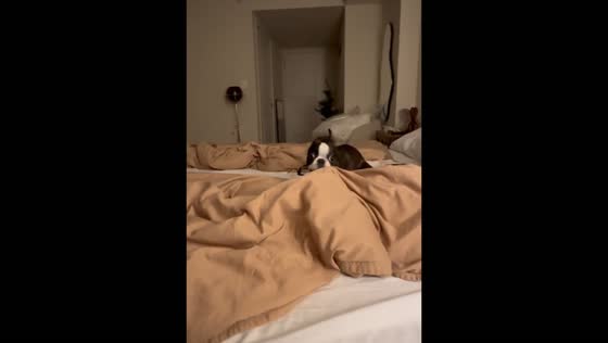 Scooty-booty-run: Phoebe the dog's signature bedtime excitement!