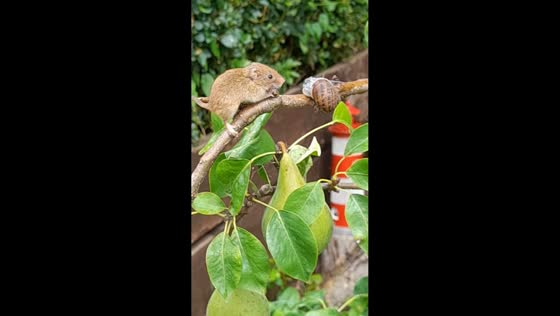 Harvest mouse observes snail on branch in England, UK