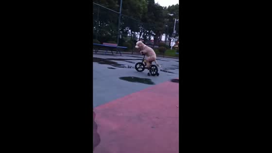 Determined dog pedals bicycle through park in Jiangsu, China