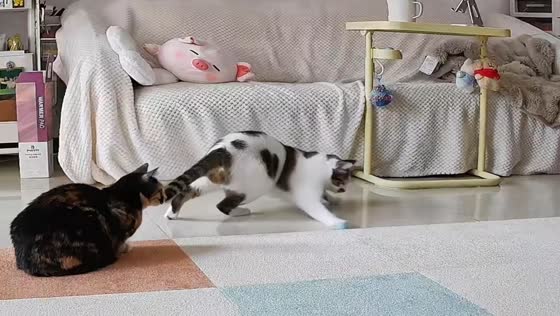 Cat playfully swats companion after chasing toy ball in Hebei, China