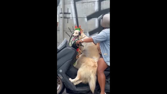 Dog with Christmas headband rides motorcycle in Bali, Indonesia