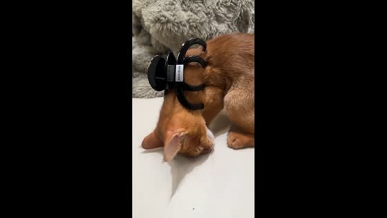 Cat freezes after hair clip is placed on its neck in Guangdong, China
