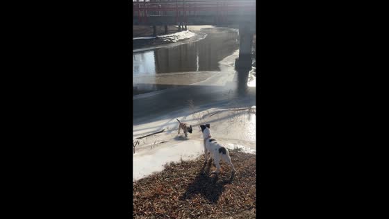 Puppy struggles to climb icy slope in Liaoning, China