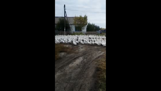 Ducks block the road in Kostanay, Kazakhstan
