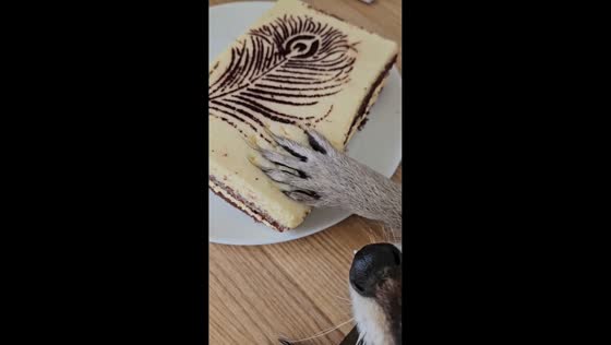 Raccoon struggles to pull cake from table in Ukraine