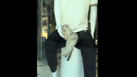 Cat sleeps on mannequin's hand in Tianjin