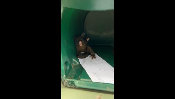 Possum found inside mailbox in Rotorua, New Zealand