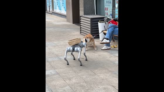Robot encounters dog and quickly retreats