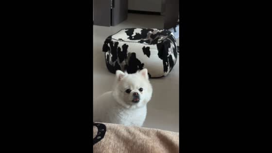 Funny dog rapidly sticks its tongue out while staring at its owner in Yinchuan, China