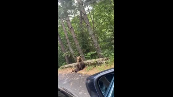 Encounter with young and mother bears along Transfagarasan, Romania