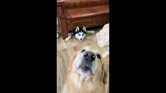 Excited husky gets stuck under sofa while chasing treat in Jiangxi, China