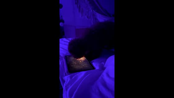 Adorable 4-month-old dog enthusiastically plays iPad game