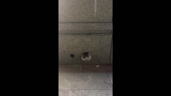 Cat gets its head stuck in a small hole in a wall in Shandong, China