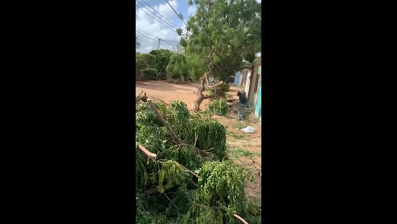 Man accidentally hit by tree branch in Maicao, Colombia